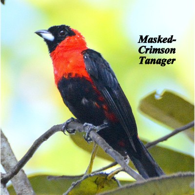 Masked-Crimson Tanager